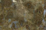 Polished, Jurassic Petrified Tree Fern (Osmunda) Slab - Australia #185181-1